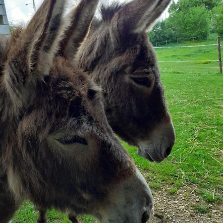 Gite Aux Anes Avec Spa Menetou-Ratel Екстериор снимка