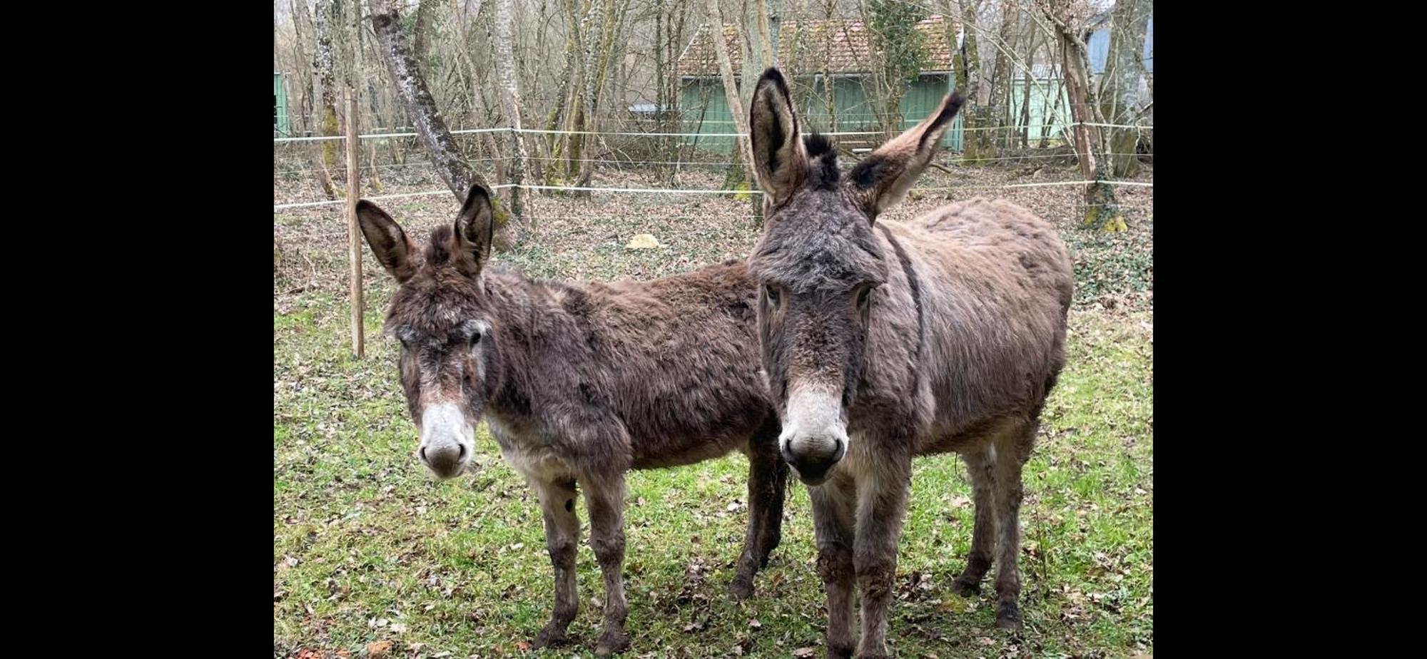 Gite Aux Anes Avec Spa Menetou-Ratel Екстериор снимка